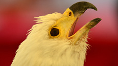 Schrei-Seeadler (8).jpg